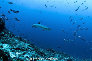 Whitetip Reef Shark in Bathala Maaga Kan Thila by Boris Pamikov 
